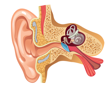 Illu The Ear 828X646px